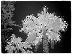 Palms 2